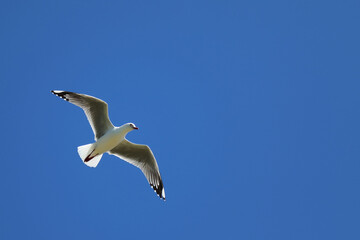 Rotschnabelmöwe / Red-billed gull / Larus scopulinus.