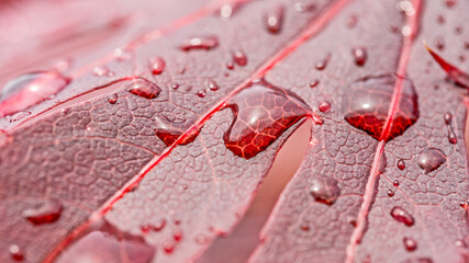 plusieurs gouttes d'eau sur une feuille rouge