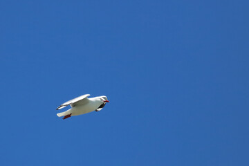 Rotschnabelmöwe / Red-billed gull / Larus scopulinus.