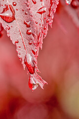 plusieurs gouttes d'eau sur une feuille rouge