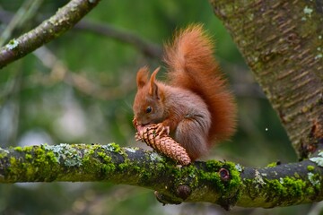 Ein Eichhörnchen, Sciurus vulgaris, sitzt auf einem Kirschbaum, um einen Tannenzapfen abzunagen