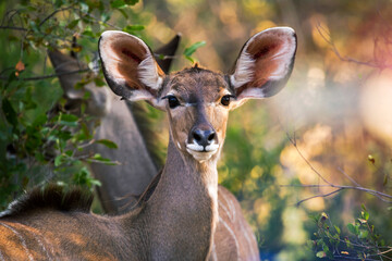 female kudu