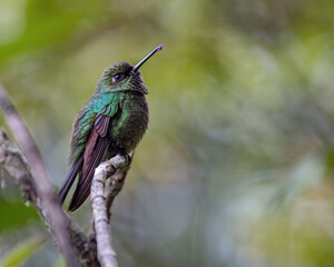 Metallura tyrianthina / Tyrian Metaltail, Beautiful hummingbird resting on a small branch with a pollen in its beak
