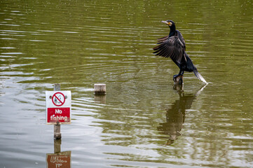 Cormorant, Phalacrocorax carbo, perched on a wooden post