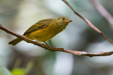 Mionectes oleagineus / The Ochre-bellied Flycatcher, Curious olive-colored bird looking for something from a tree tree Sighted in Puerto Berrio, Antioquia