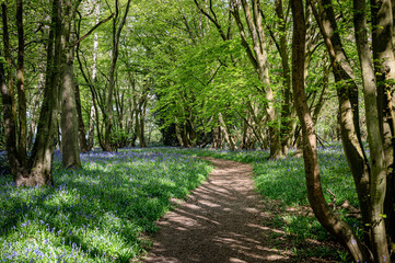 Footpath through bluebell woodland