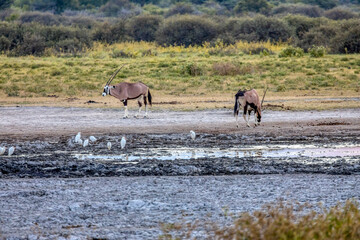 oryx gazella