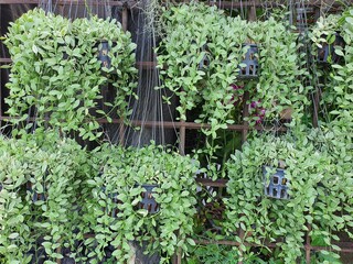 Fototapeta premium Dischidia 'White Diamond' ivy, no wood. Small cylindrical branches, dark green, green leaves with white to off-white spots, popularly grown as an ornamental plant.