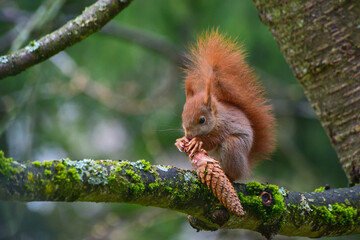 Ein Eichhörnchen, Sciurus vulgaris, sitzt auf einem Kirschbaum, um einen Tannenzapfen abzunagen