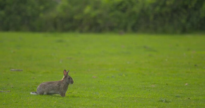 Nervous Wild Rabbit twitchs before running away across green grass