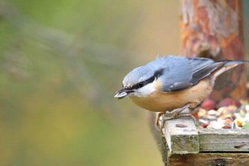 Obraz premium Eurasian Nuthatch bird close up has sunflower in its beak