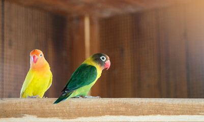 Yellow and green-collared lovebird parrots on a branch in cage 
