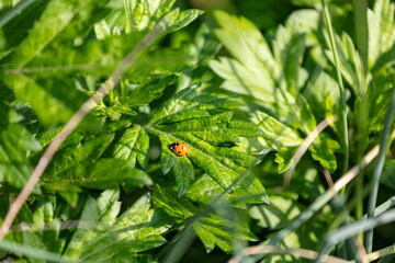 Red Seven -Spotted ladybug Lady Beetle Coccinella septempunctata on green plant foliage weeds grass