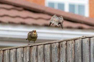  Juvenile starling, sturnus vulgaris , demanding food