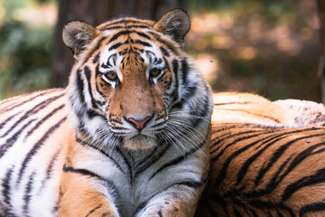 Fototapeta na wymiar tiger closeup