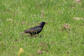 A starling eating a winged insect