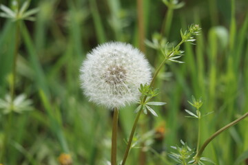 Fluffy dandelion seed head in springtime