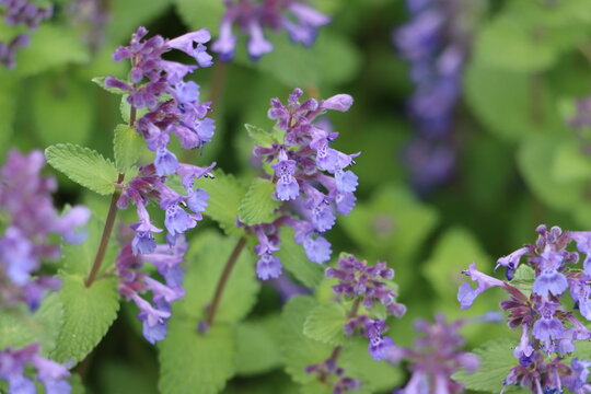 Faassen's catnip flowering in springtime