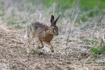 running brown hare. Wild rabbit in the middle of dry fields