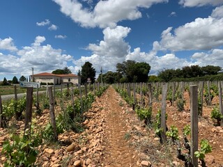 vineyard