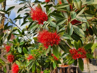 Golden Penda or Xanthostemon chrysanthus into a large spherical bouquet There are many colors such as white, yellow, orange, pink, red, red-orange, popularly planted as an ornamental plant in houses.
