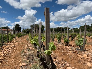 vineyard in region
