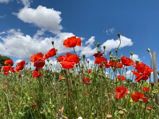 field of poppies