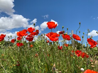 red poppy field