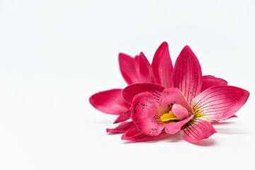 Fototapeta premium white background with pink tropical flower orchid frangipani mock up spa concept