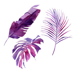 Set of watercolor tropical leaves, hand-drawn vector illustration of purple exotic floral elements isolated on white background. Leaf of palm trees, vivid violet jungle foliage. Greeting card, wedding