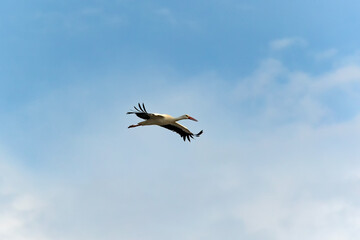 Airone cenerino in volo