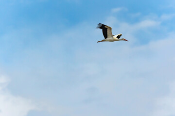 Airone cenerino in volo