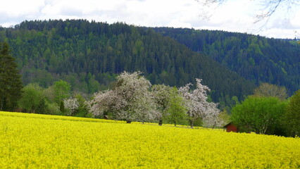 blühendes Rapsfeld und blühende Obstbäume im Schwarzwald