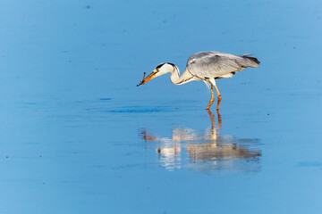Airone cenerino con rana 