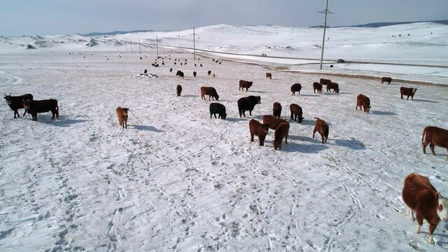 Aerial view on many cows grazing on a snow covered field. Cows are looking for food under the snow. Beautiful winter landscape.