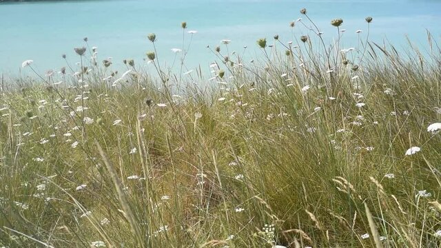 Plage du Toul an Ouch, Finistere, Brittany, France, Wild flowers on the dunes in summertime.
