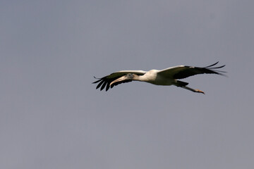 Wood Stork in flight over the Florida Everglades