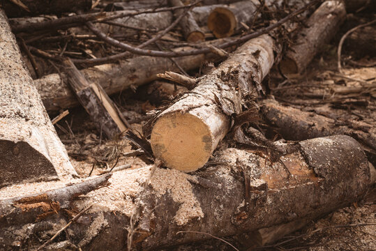 Close up of pile of cut down tree trunks in forest