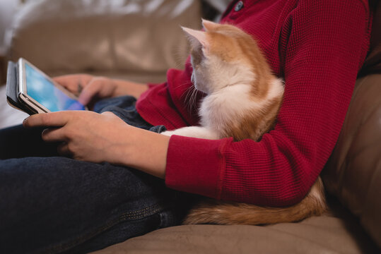 Midsection of woman sitting on sofa with cat and using tablet