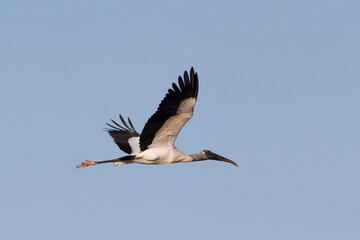 Wood Stork, Mycteria americana,  flying in Everglades National Park, Florida an Endangered species