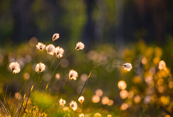 Beautiful white, fluffy cottongrass heads in warm sunlight. Wildflowers in the forest. Summer scenery in the wetlands of Northern Europe.