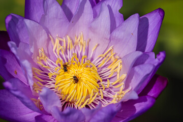 Bees are pollinating purple lotus flowers blooming beautifully in the lotus pond.