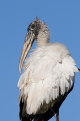 Wood Stork,Mycteria americana, Everglades National Park, Florida