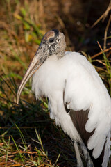 Wood Stork,Mycteria americana, Everglades National Park, Florida
