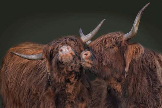 scottish highland cattle cows