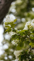 Flowers in So Cal