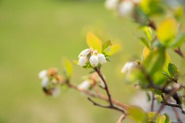 Obraz premium ブルーベリーの花