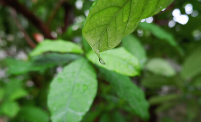 Foreground focus on rain drop on tip of the green leaf after storm