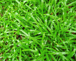 Refreshing green grass soaked after the rain