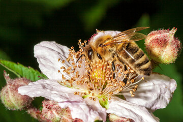 Honigbiene sammelt Nektar in Brombeerbl&uuml;te